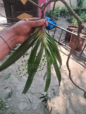 Foxtail Orcid