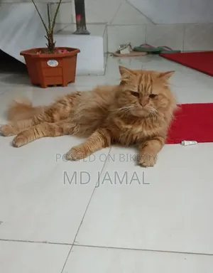 1+ year Male Purebred Persian