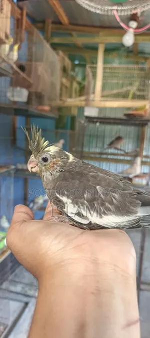 Cockatiel (Baby)
