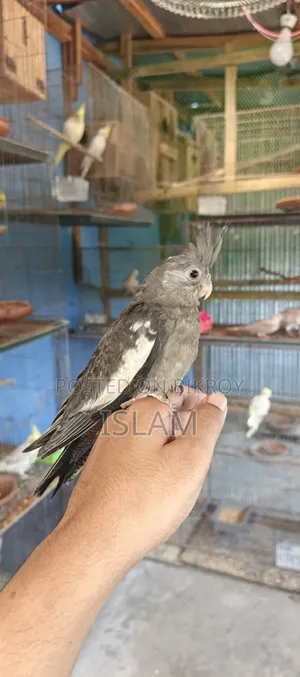ককাটেল (বাচ্চা)