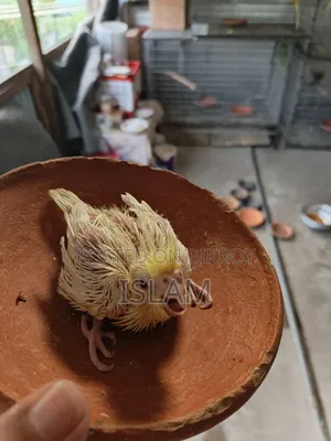 ককাটেল (বাচ্চা)