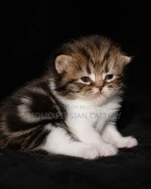 0-1 Month Male Purebred Persian