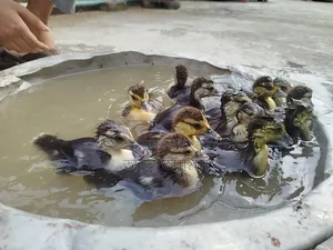 Chinese ducklings