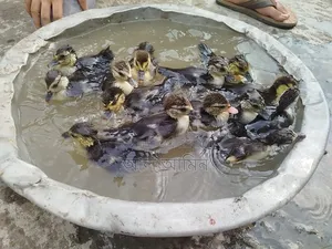Chinese ducklings