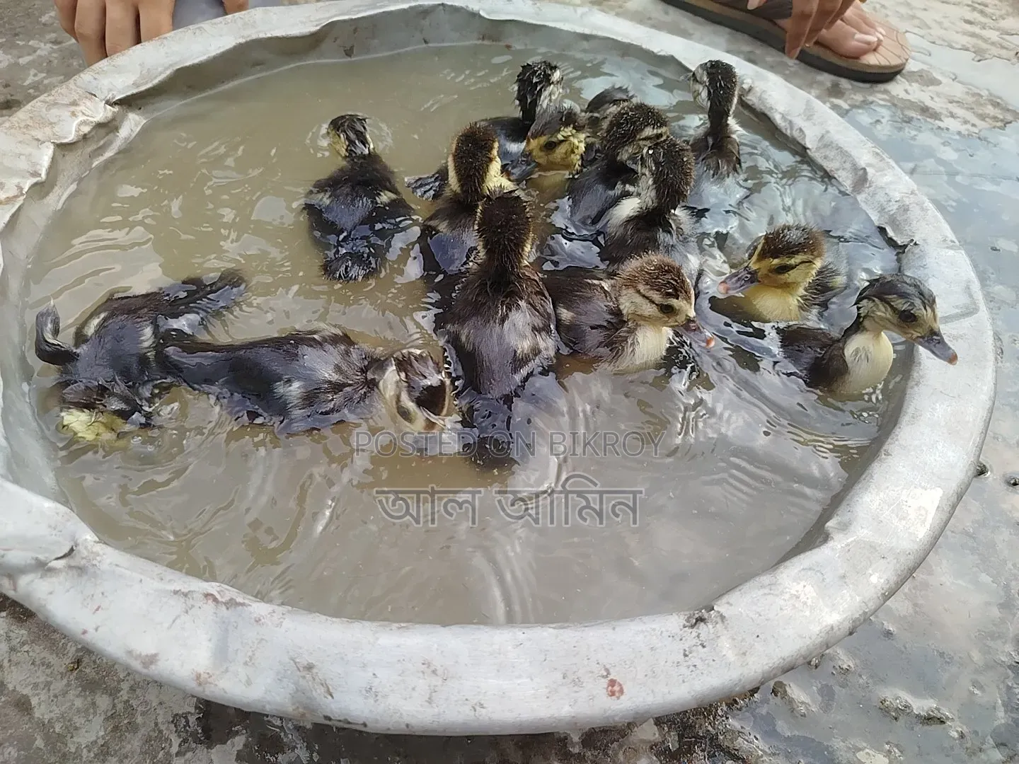 Chinese ducklings