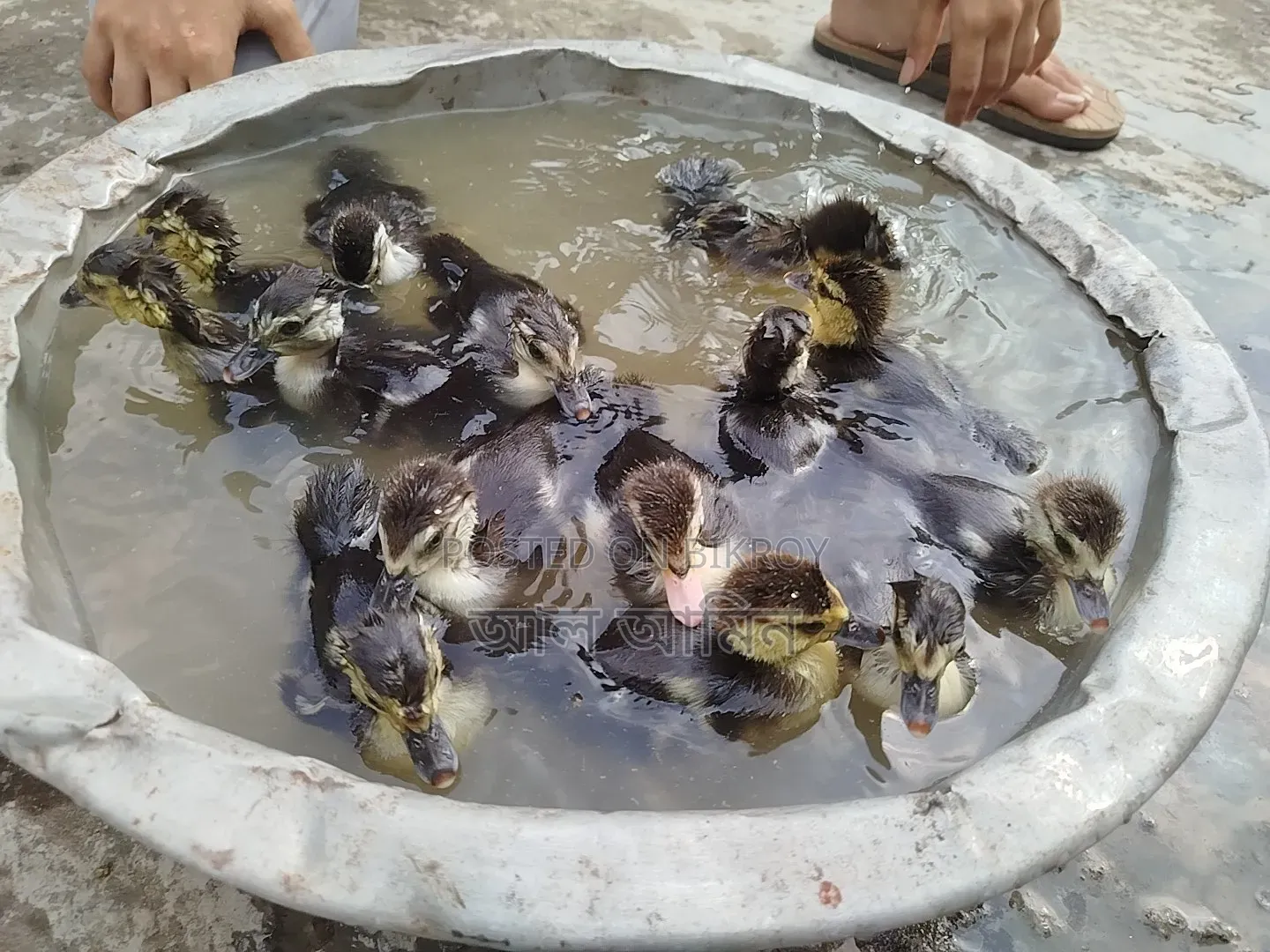 Chinese ducklings