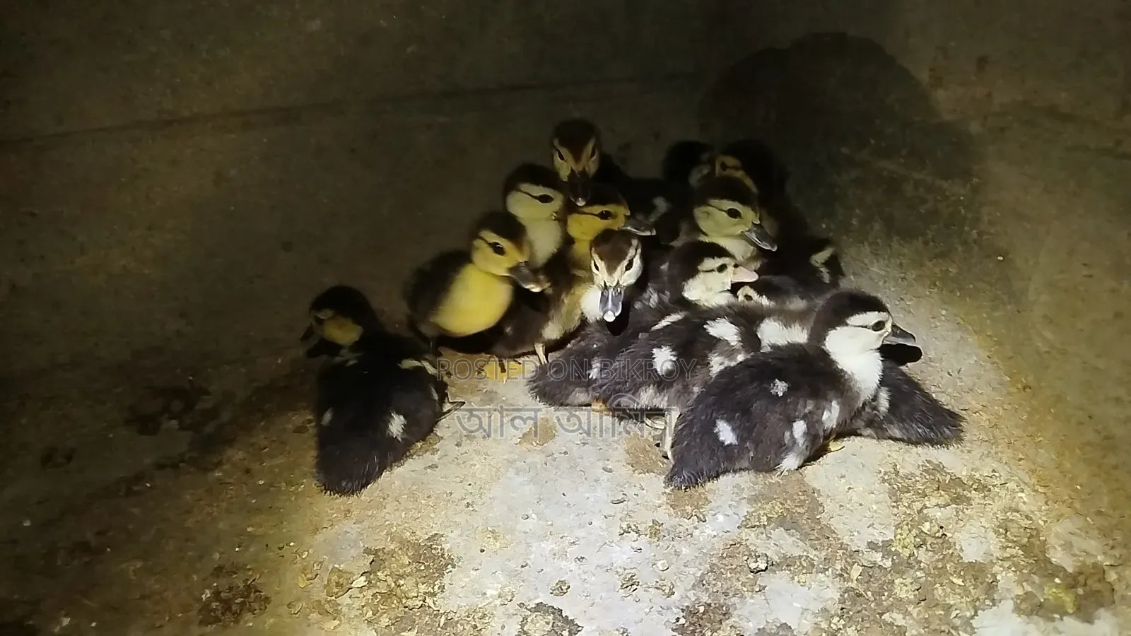 Chinese ducklings
