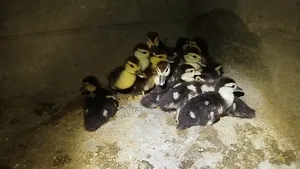 Chinese ducklings