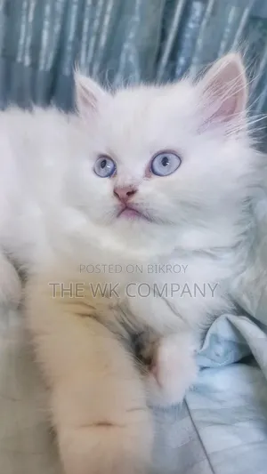 1-3 Months Female Purebred Exotic