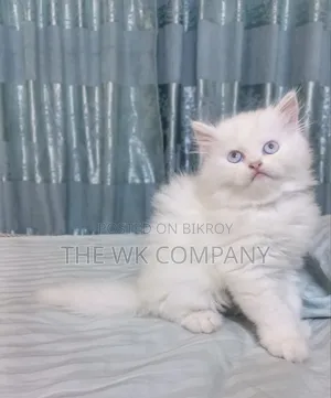 1-3 Months Female Purebred Exotic