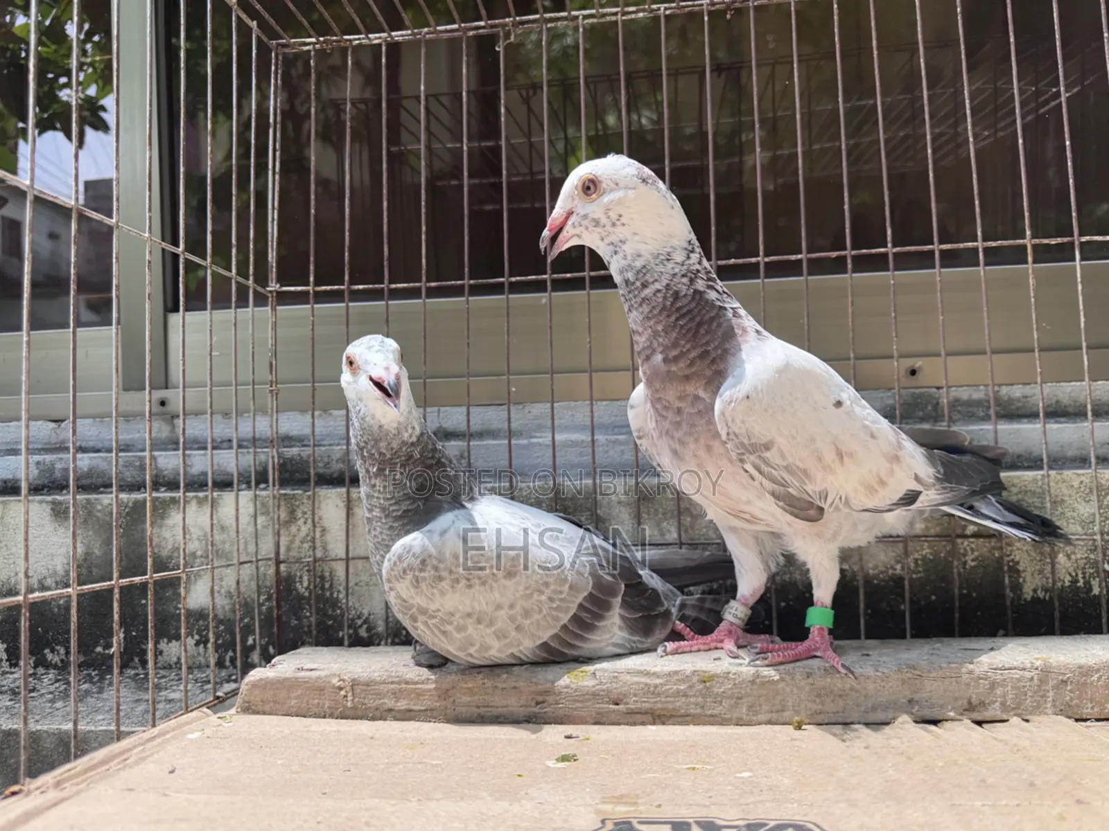 Racer pigeon for sale