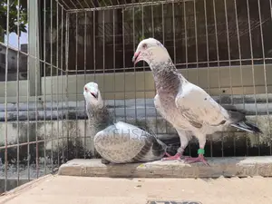 Racer pigeon for sale