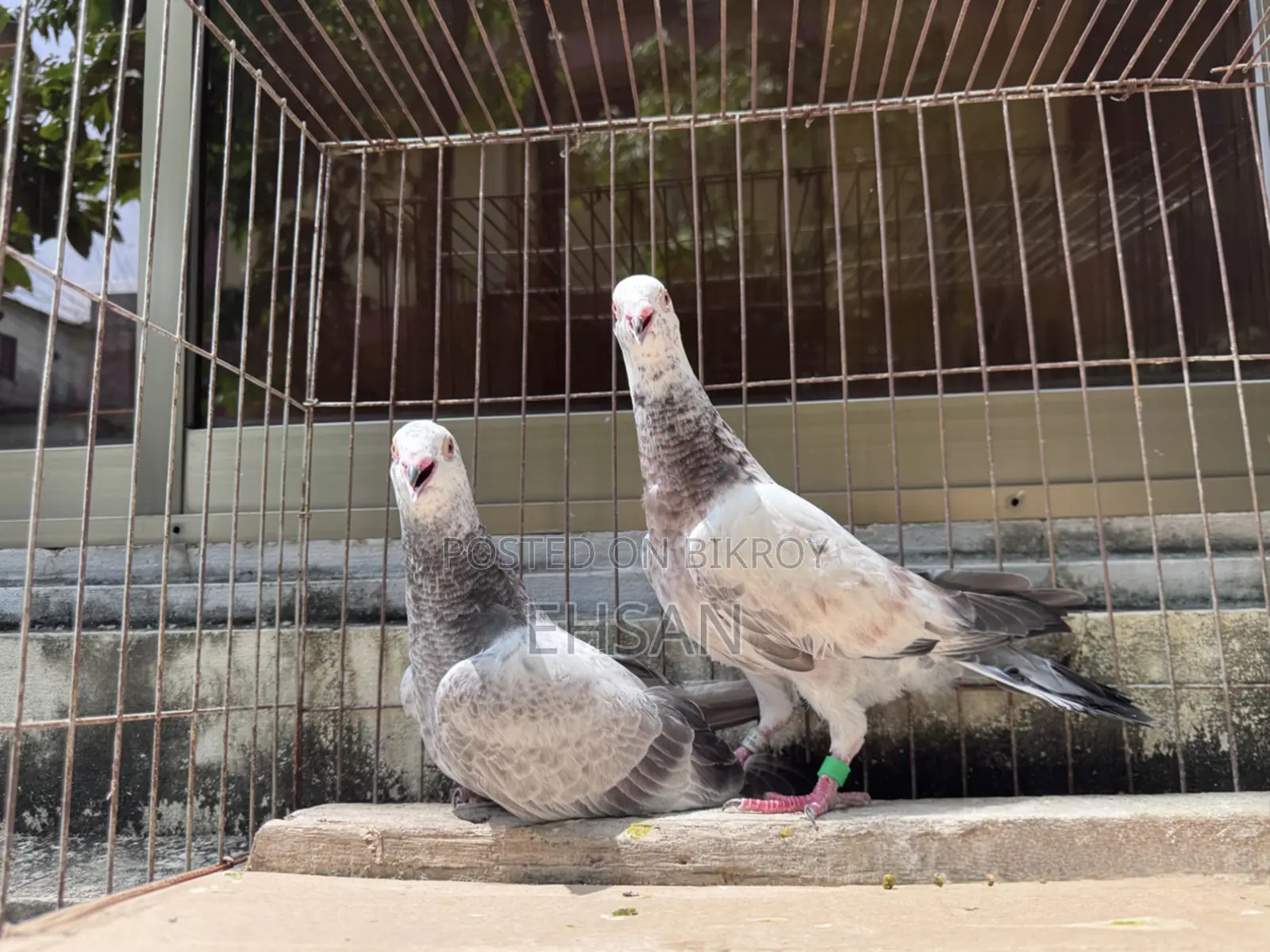 Racer pigeon for sale