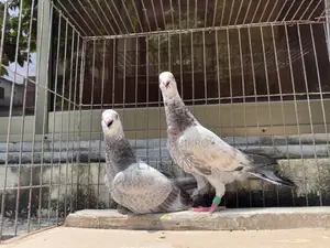 Racer pigeon for sale
