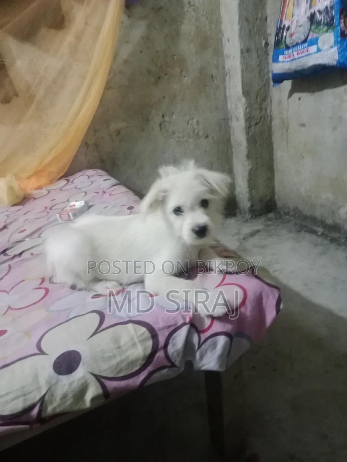 3-6 Months Male Mixed Breed Dog