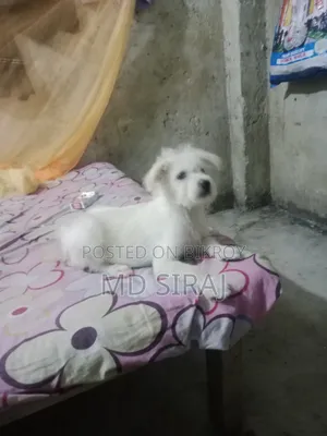 3-6 Months Male Mixed Breed Dog