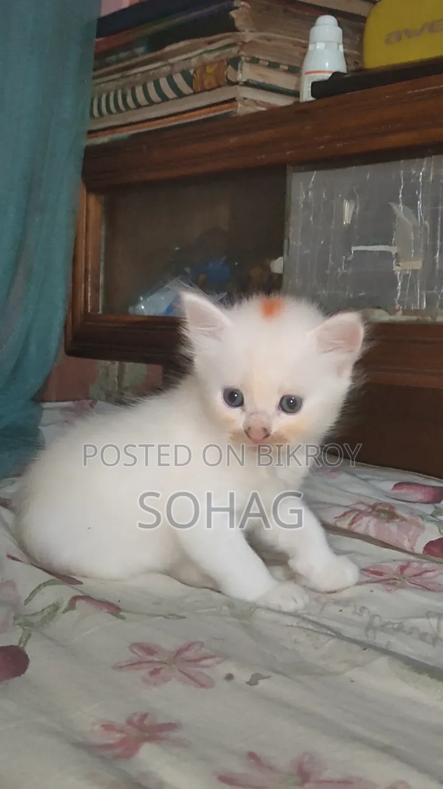 1-3 Months Female Purebred Persian