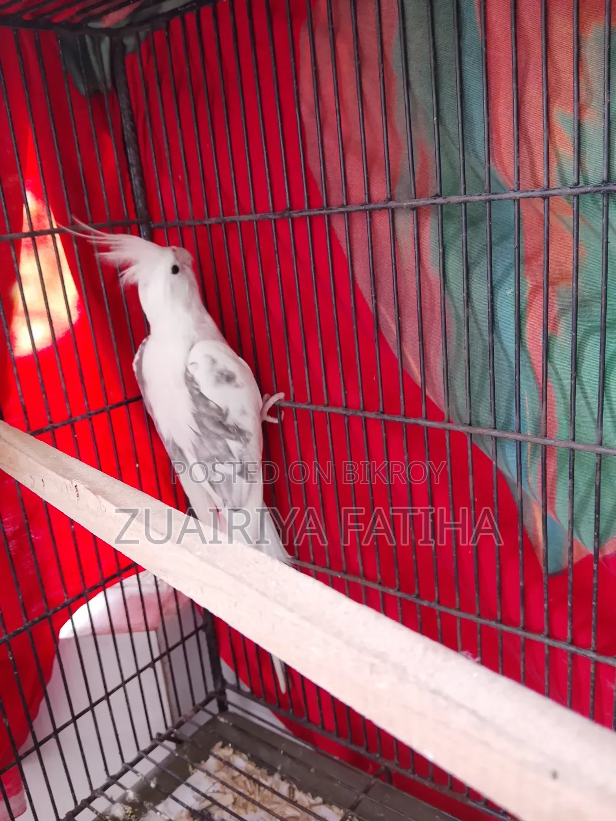ককাটেইল ফিমেল