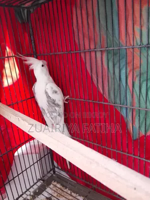 ককাটেইল ফিমেল