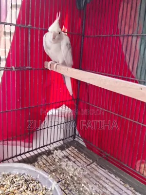 ককাটেইল ফিমেল