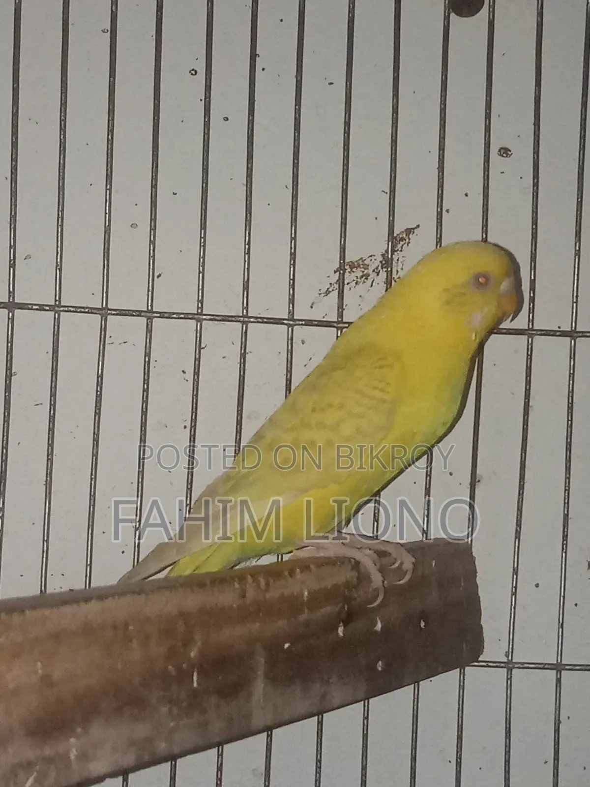 জার্মান ফ্যালো বাজিগার জোড়া