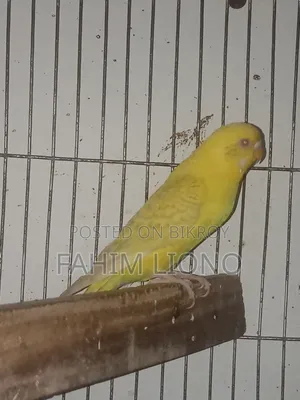 জার্মান ফ্যালো বাজিগার জোড়া
