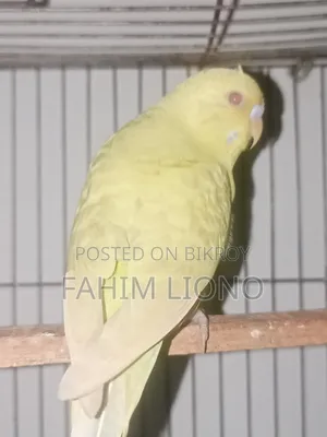 জার্মান ফ্যালো বাজিগার জোড়া