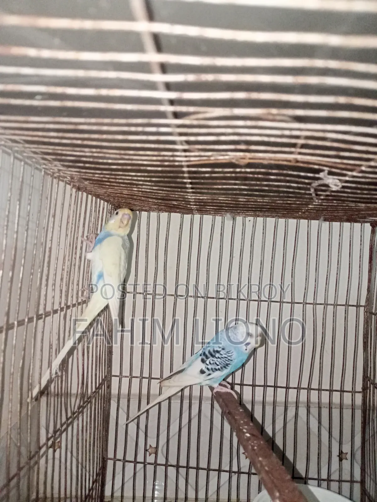 Dom Pied and Cw Pied Budgerigar Pair