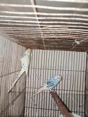 ডম পাইড এবং সিডব্লিউ পাইড বাজিগার জোড়া