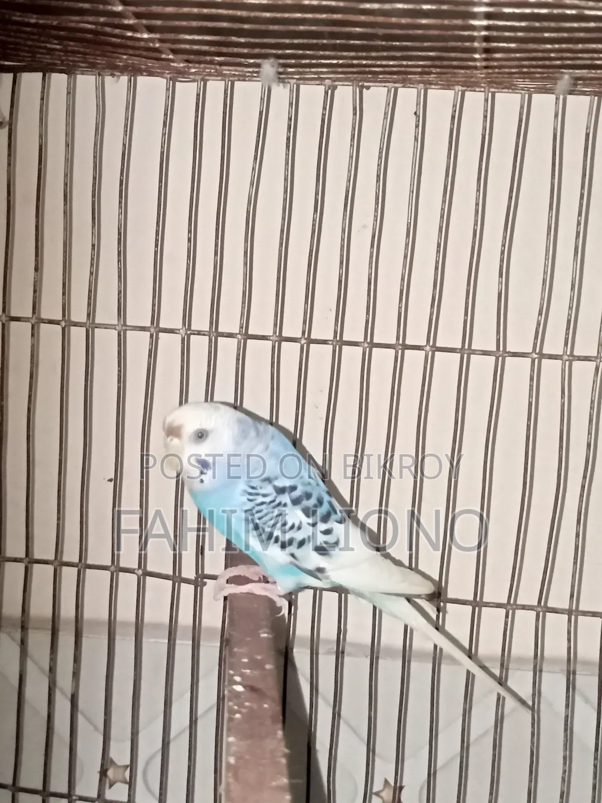 Dom Pied and Cw Pied Budgerigar Pair