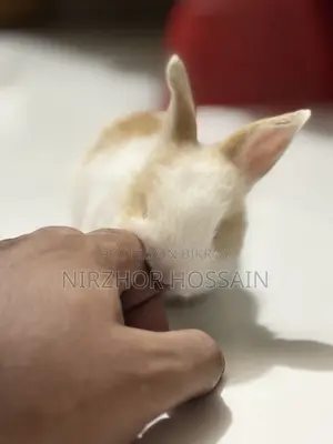 Baby Rabbit (Angora Breed)