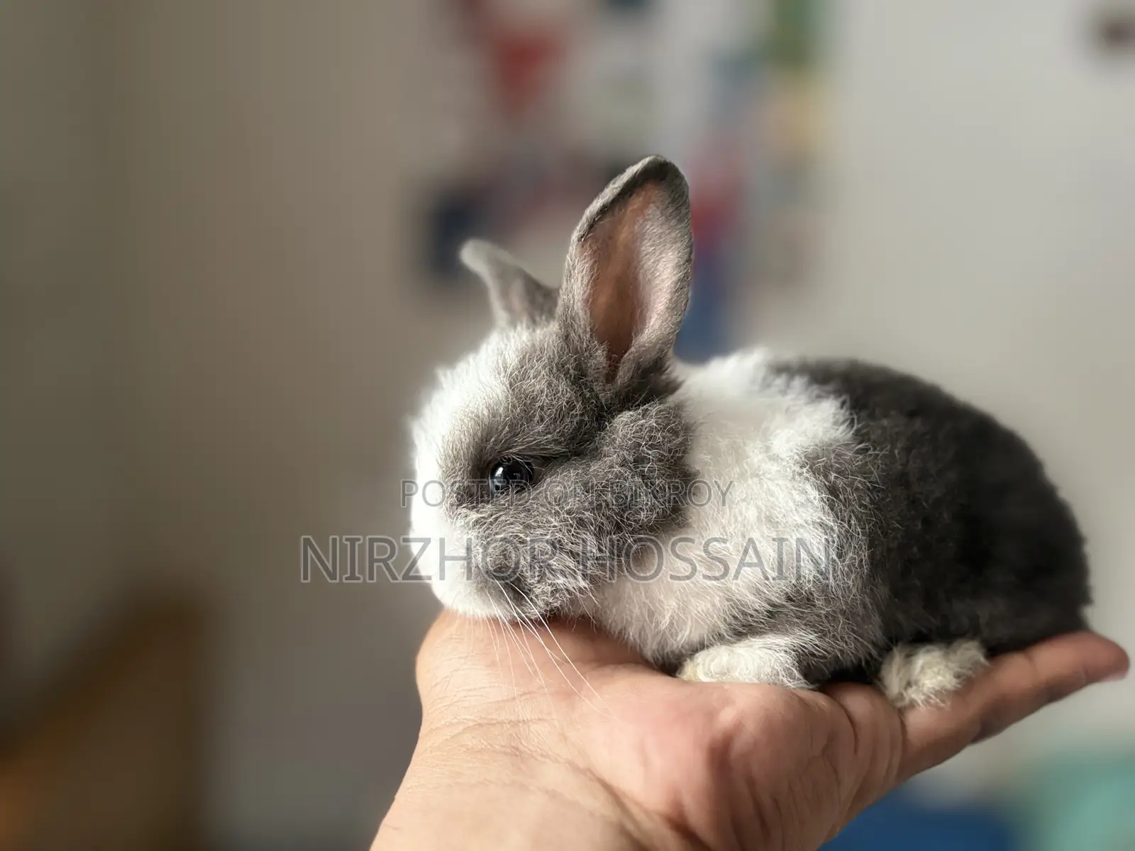 Baby Rabbit (Angora Breed)