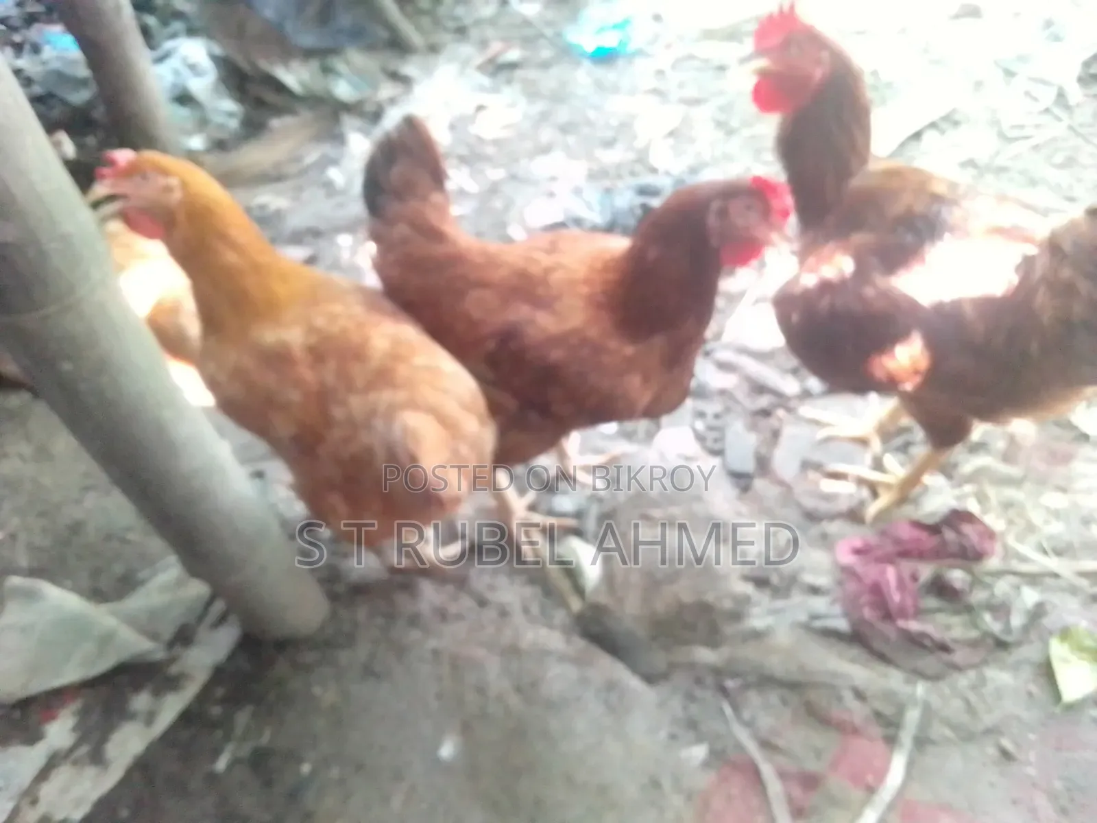 New Running Tiger Chicken