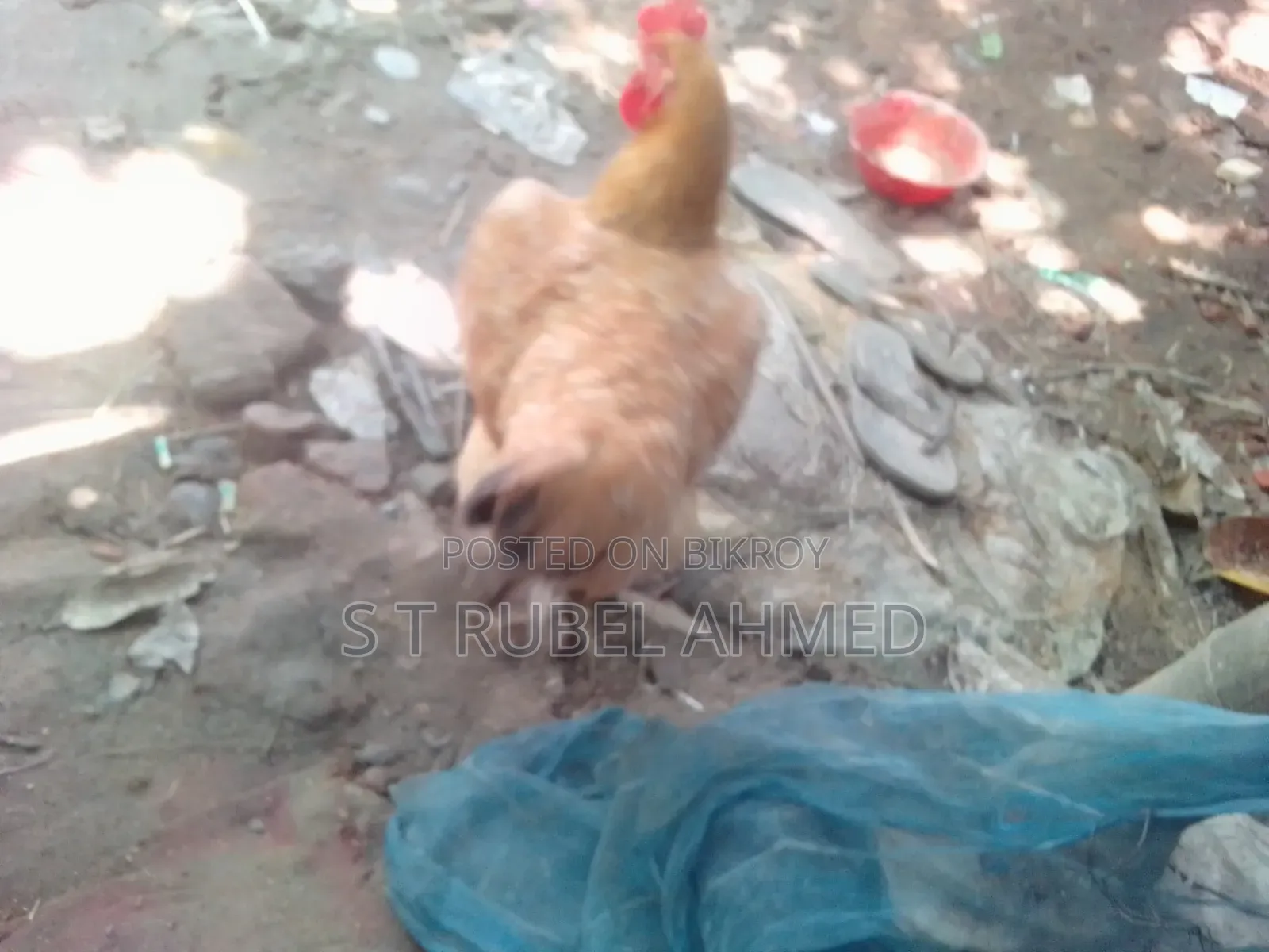 New Running Tiger Chicken