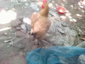 New Running Tiger Chicken