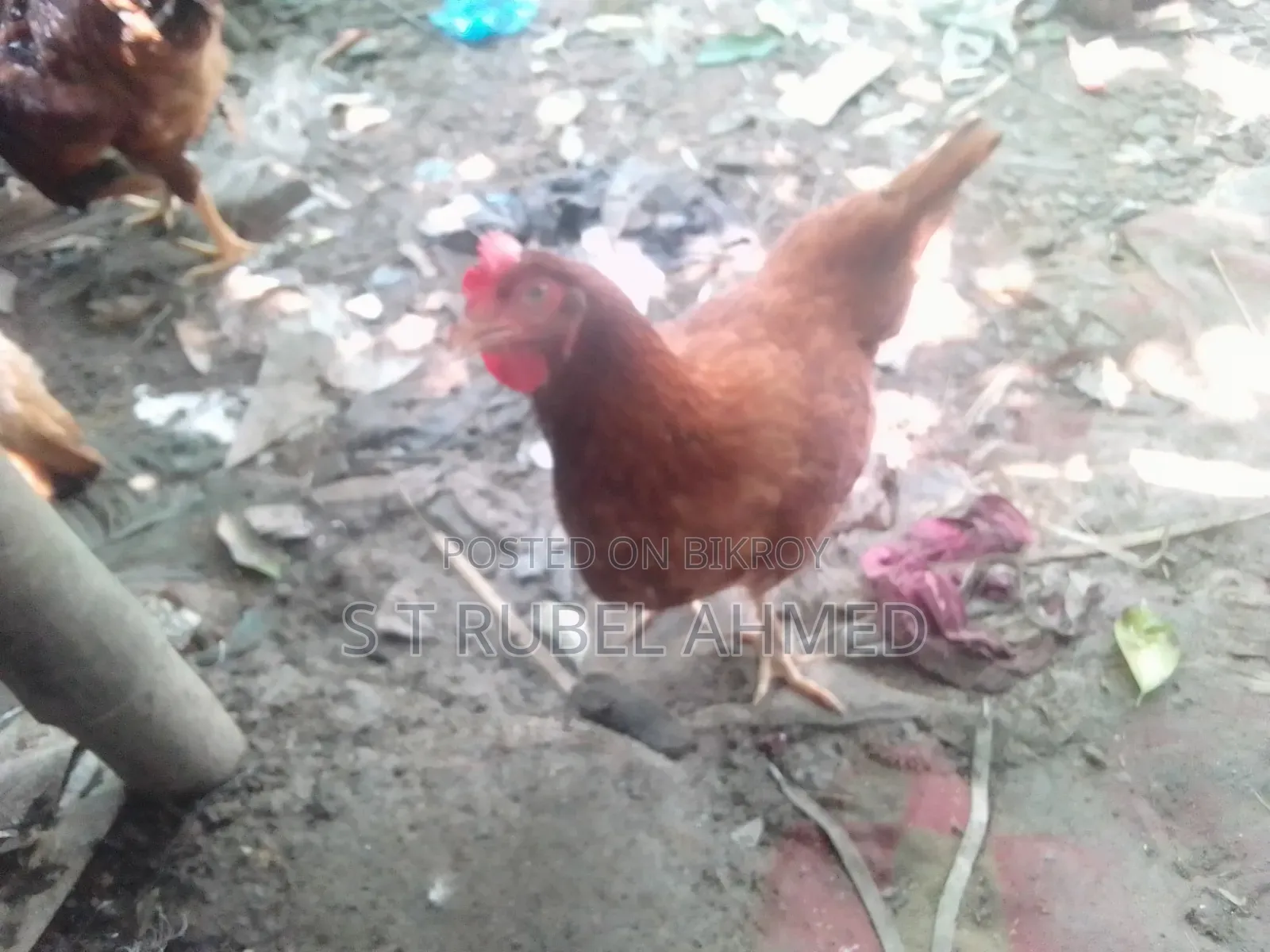 New Running Tiger Chicken