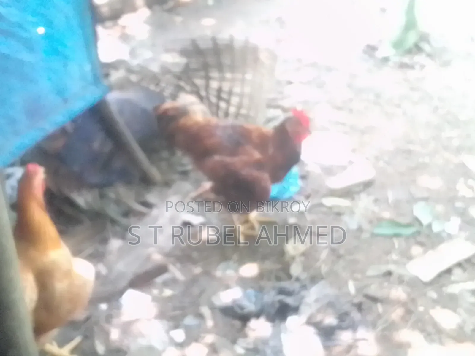 New Running Tiger Chicken