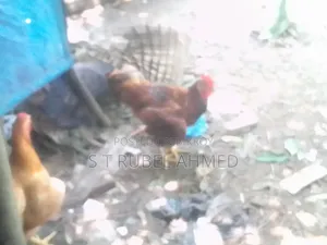 New Running Tiger Chicken