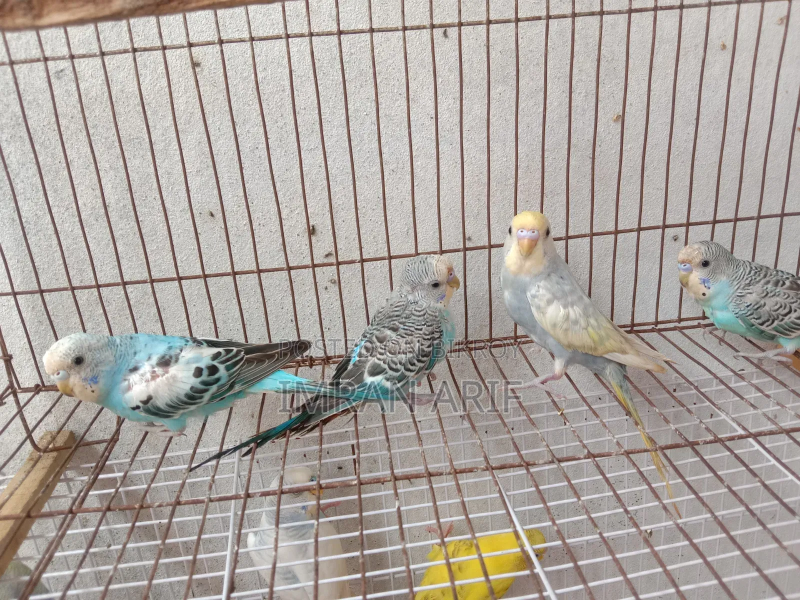 বাজরিগর পাখি