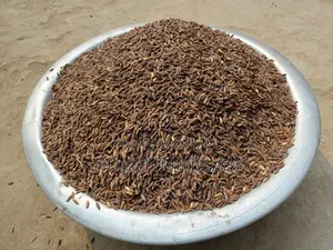 Black Rice