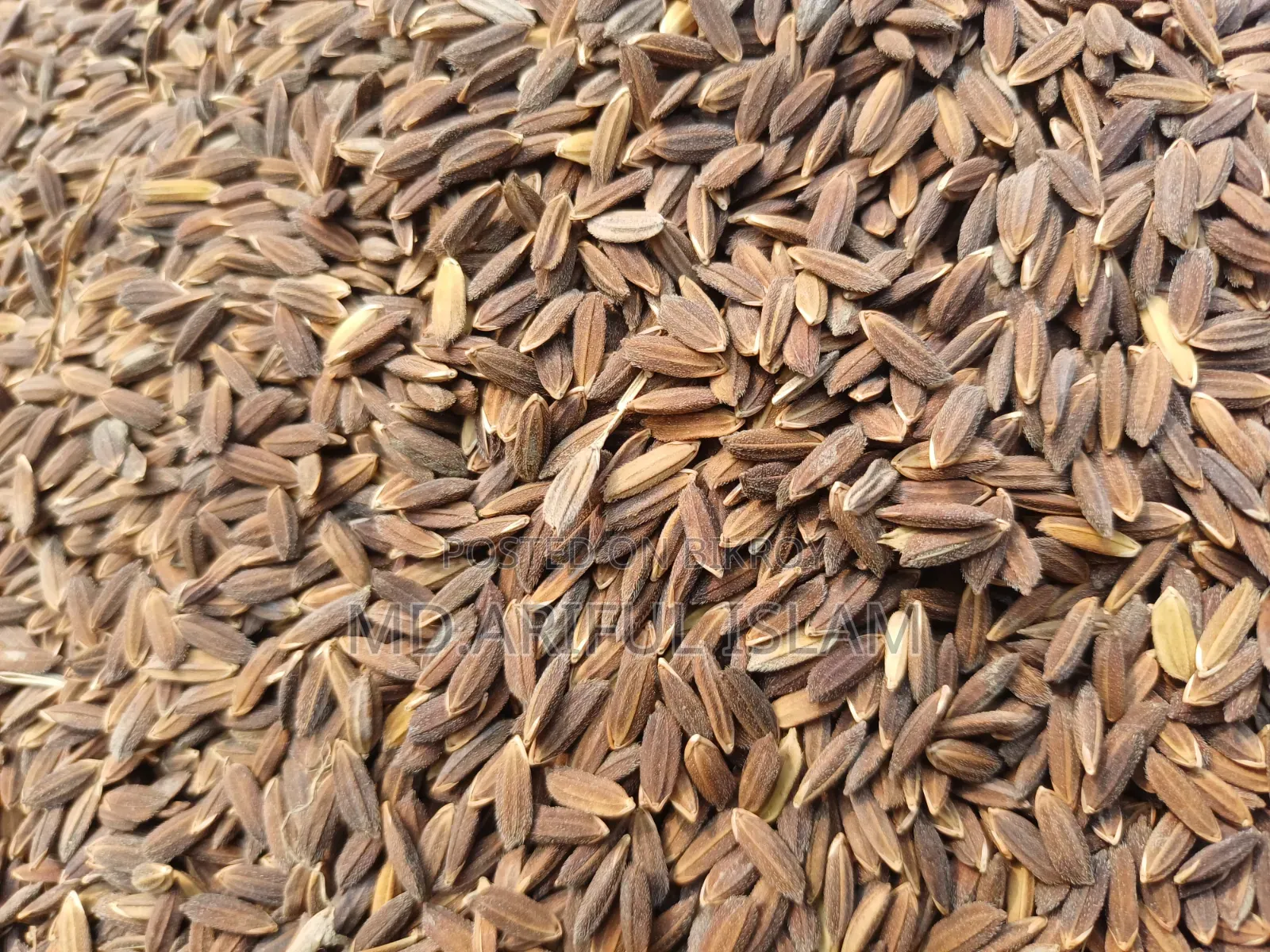 Black Rice