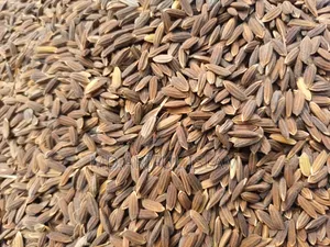 Black Rice