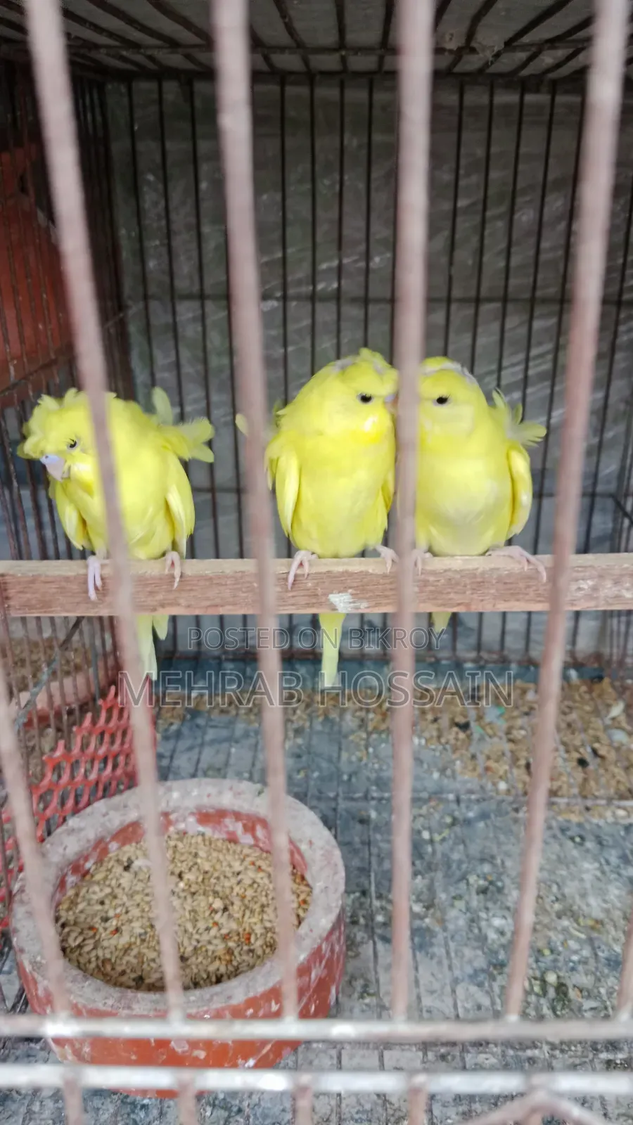 JP Yellow DF