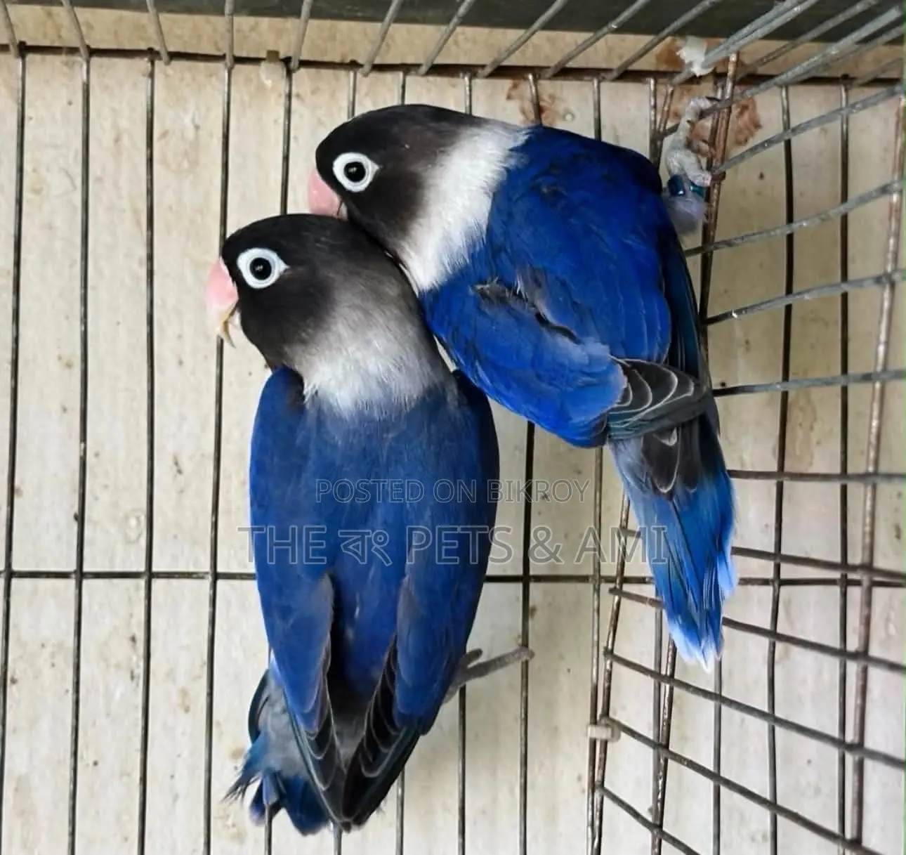 Love Bird ( Df Violet Mask )
