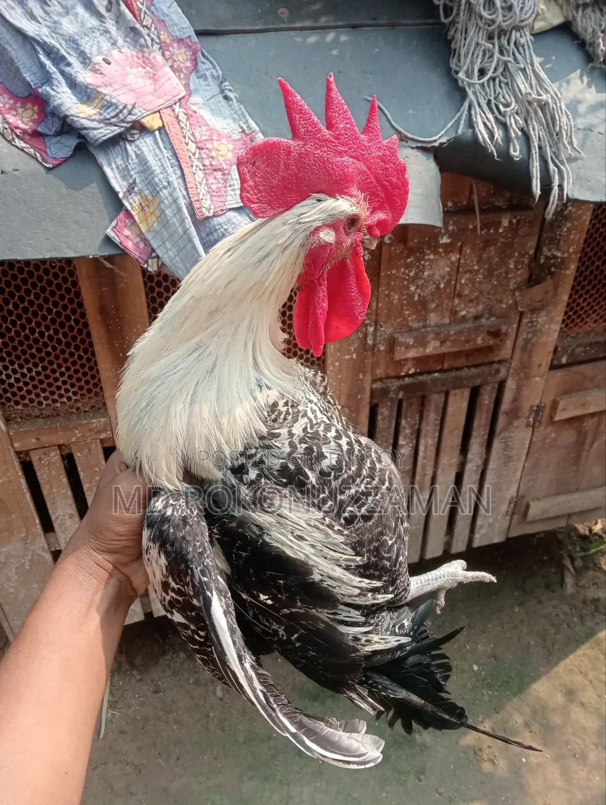 Egyptian Fayoumi Rooster for sale