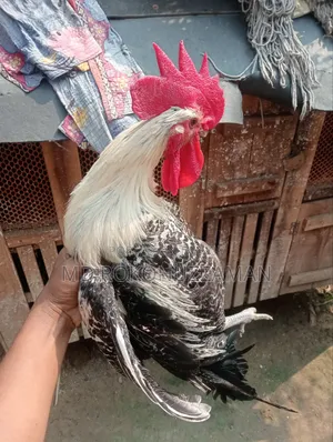 Egyptian Fayoumi Rooster for sale