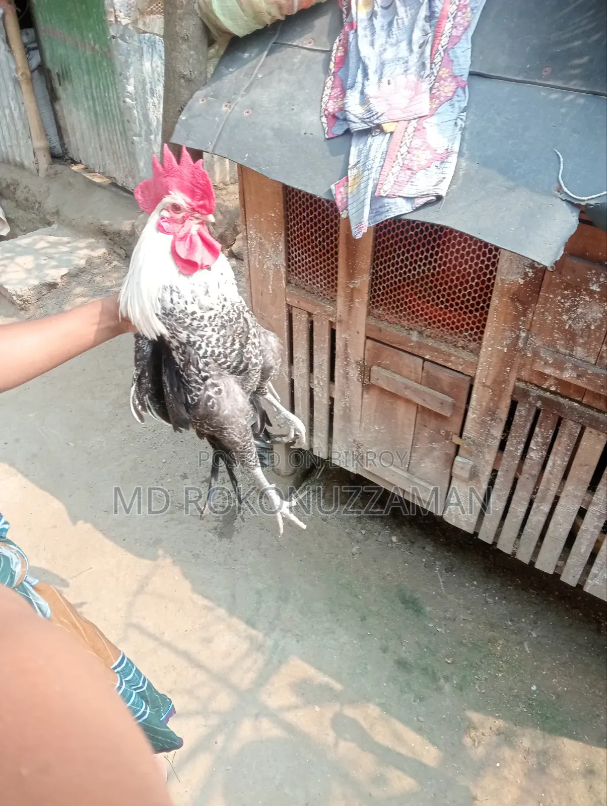 Egyptian Fayoumi Rooster for sale