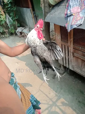 Egyptian Fayoumi Rooster for sale
