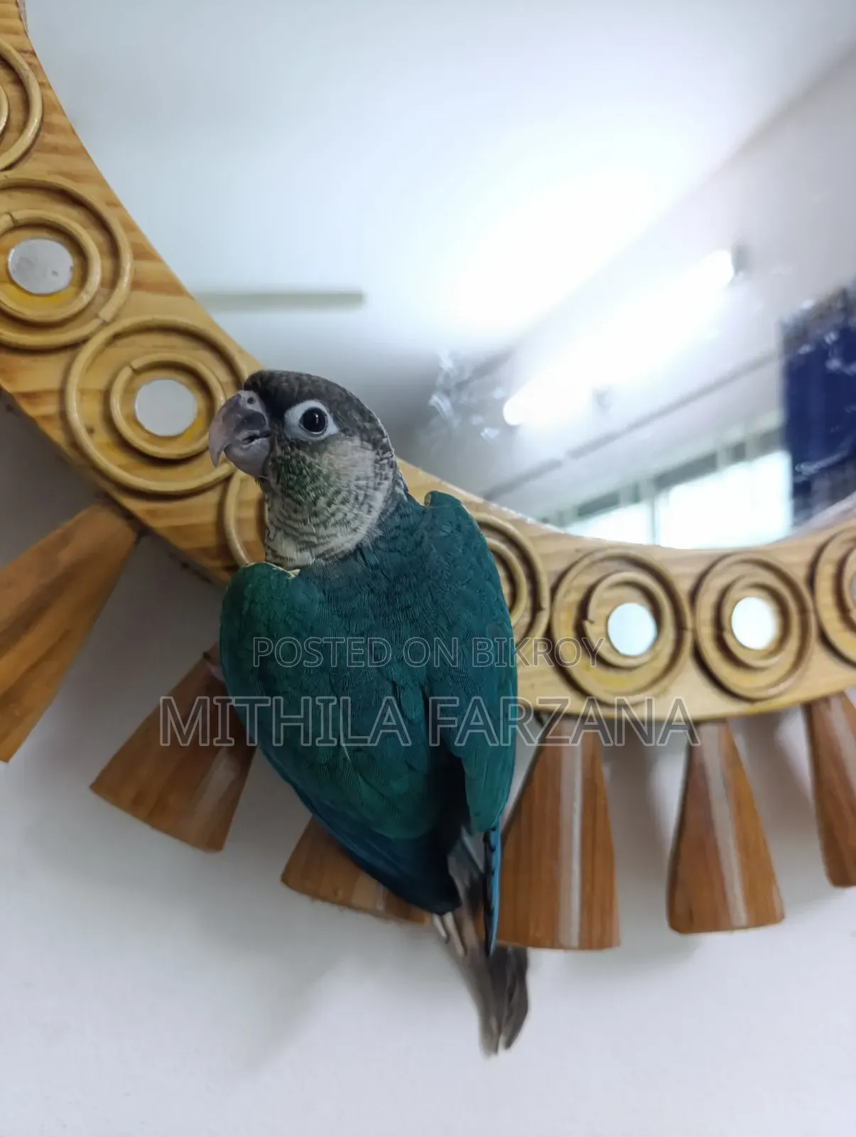 Single Factor Violet Blue Conure Fully Tame for Sale