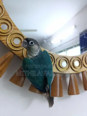 Single Factor Violet Blue Conure Fully Tame for Sale